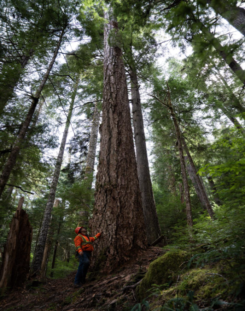 The Last Woodsmen