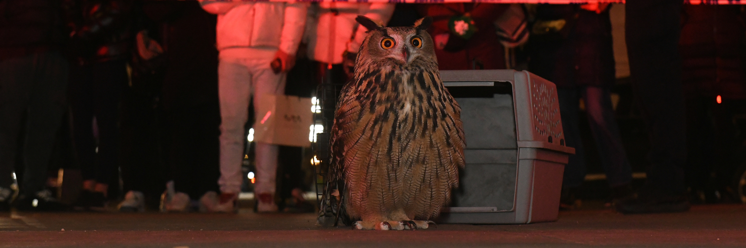 HBO Documentary Films And Sandbox Films In Production On Documentary About Flaco, The Beloved NYC Owl That Captured Hearts Around The World, Directed By Penny Lane