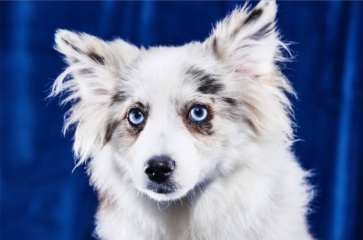 Puppy Bowl XIX Premieres Sunday, February 12 at 2:00PM ET/ 11:00AM PT with More Adoptable Puppies from Shelters and Rescues Across the Nation