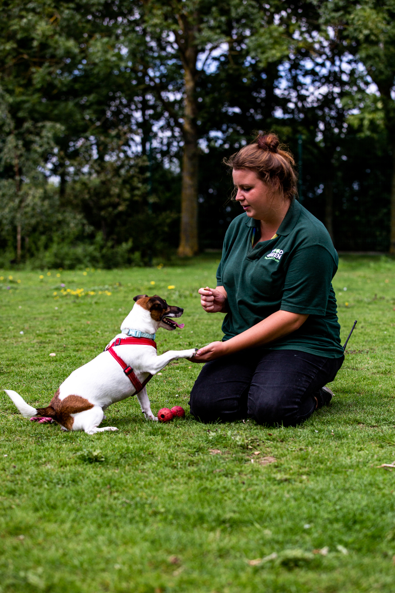 The Dog House: UK