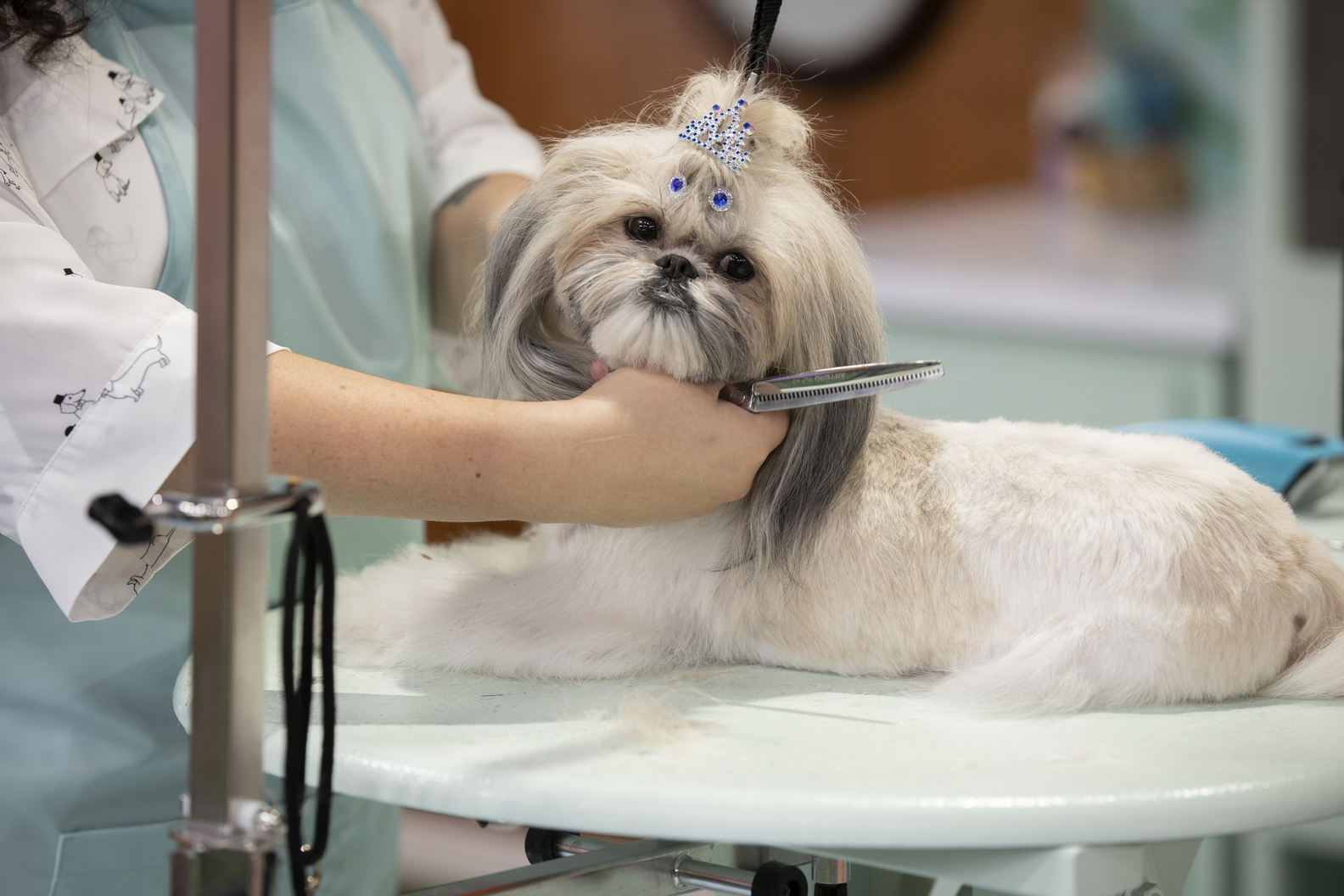HAUTE DOG