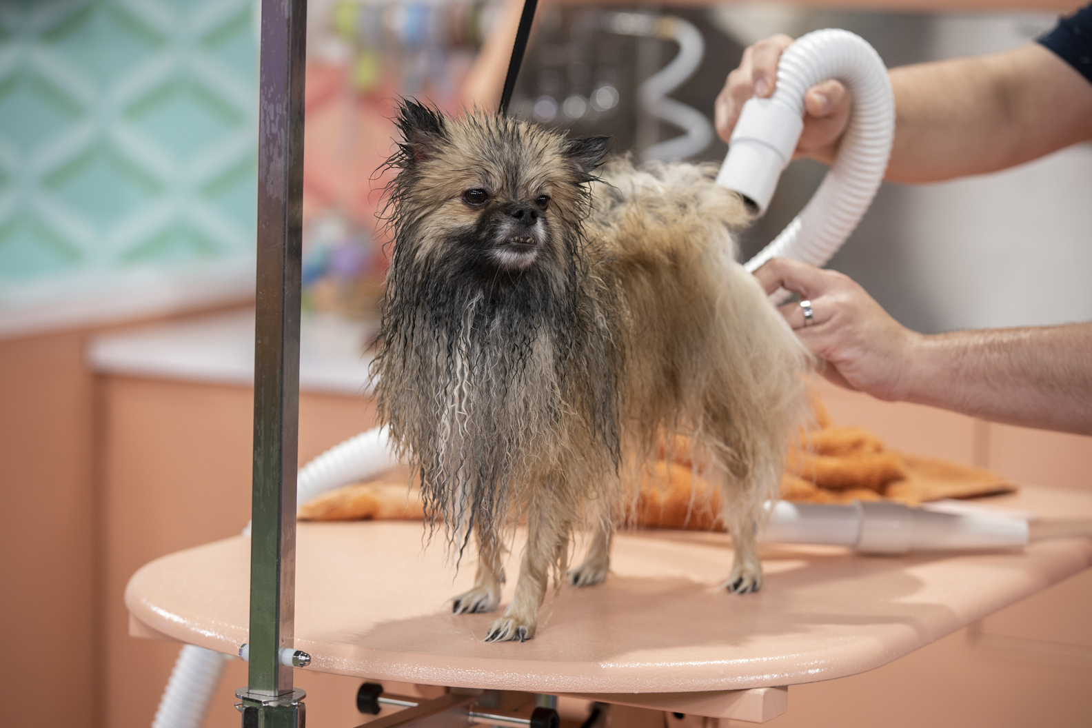 HAUTE DOG