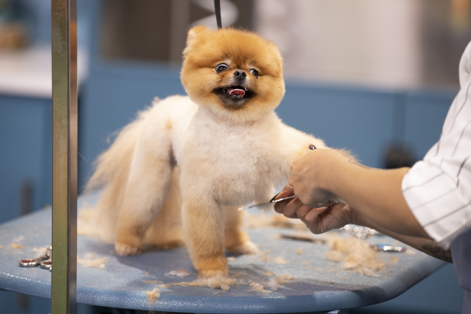 HAUTE DOG