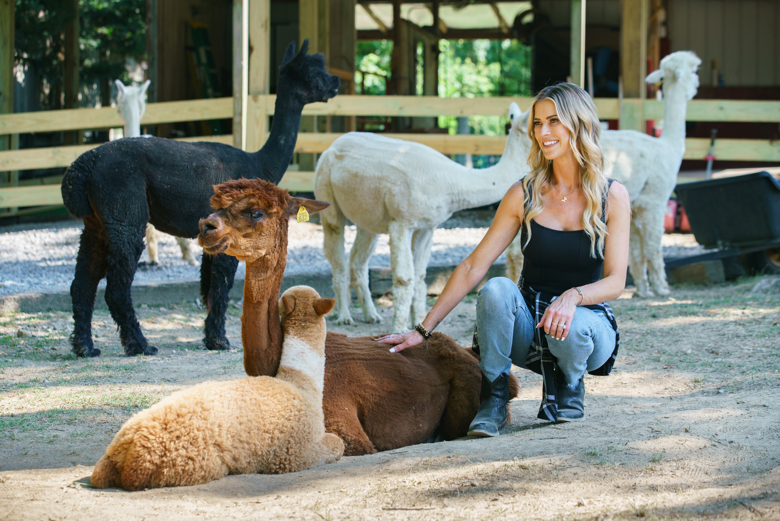 Christina Hall_Alpaca Farm_Christina In the Country