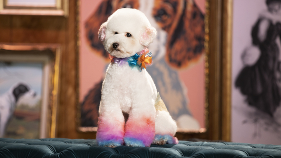 HAUTE DOG