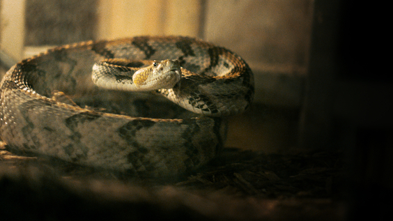 HBO’s ALABAMA SNAKE, The Haunting Tale Of An Attempted Murder By Rattlesnake, Debuts December 9