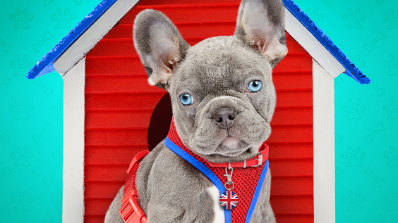 HBO Max Releases Official Trailer And Key Art For Season 2 Of The Max Original THE DOG HOUSE: UK