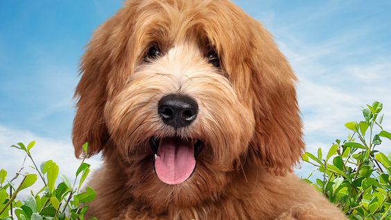 Season Three Of THE DOG HOUSE: UK Debuts June 16