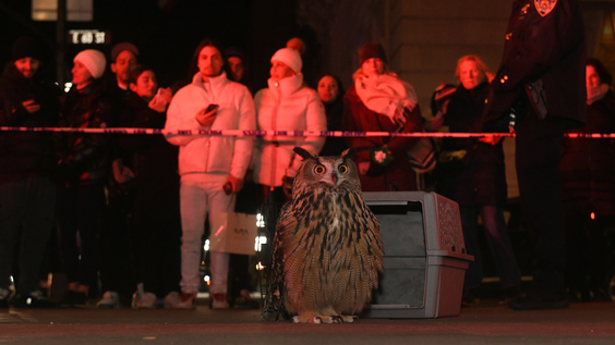 HBO Documentary Films And Sandbox Films In Production On Documentary About Flaco, The Beloved NYC Owl That Captured Hearts Around The World, Directed By Penny Lane