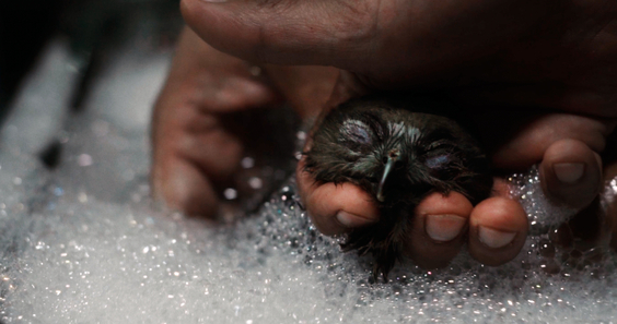 Kite in a bath
