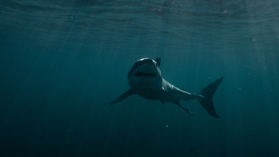 Jaws in the Shallows