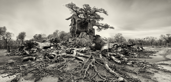 Trees and Other Entanglements