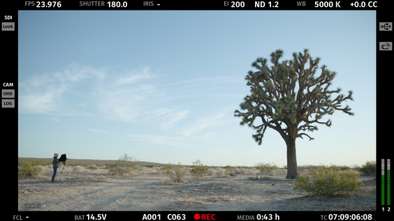 Trees and Other Entanglements