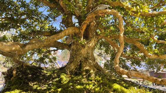 Trees and Other Entanglements