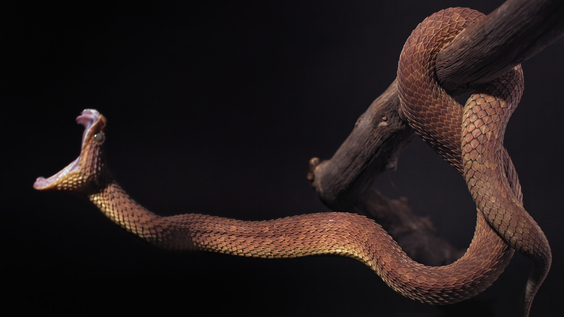 African Bush Viper