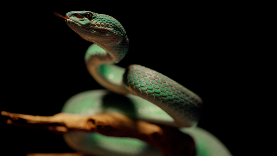 Indonesian Blue Viper