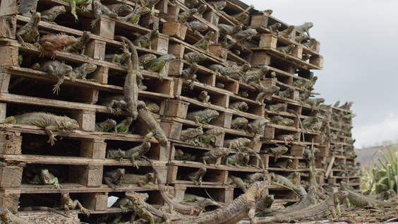 Iguana Farm, UMA La Cabana, Chiapas, Mexico