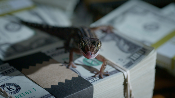 Madagascar Cave Gecko