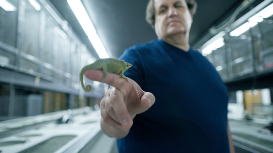 Reptile Dealer Mike Van Nostrand with Jackson's Chameleon
