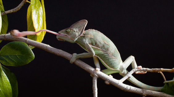 Veiled Chameleon